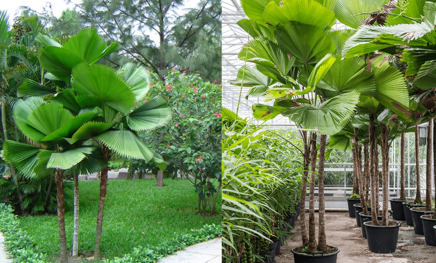 Công dụng của cây Kè Nhật